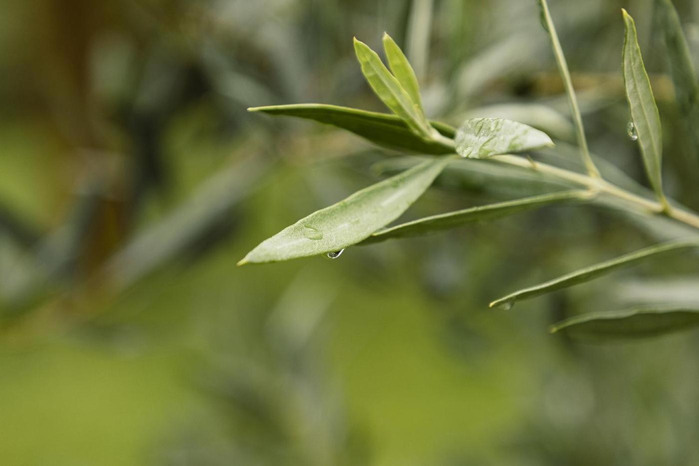 Agriturismo L'Essiccatoio Lisciano Niccone Eksteriør billede