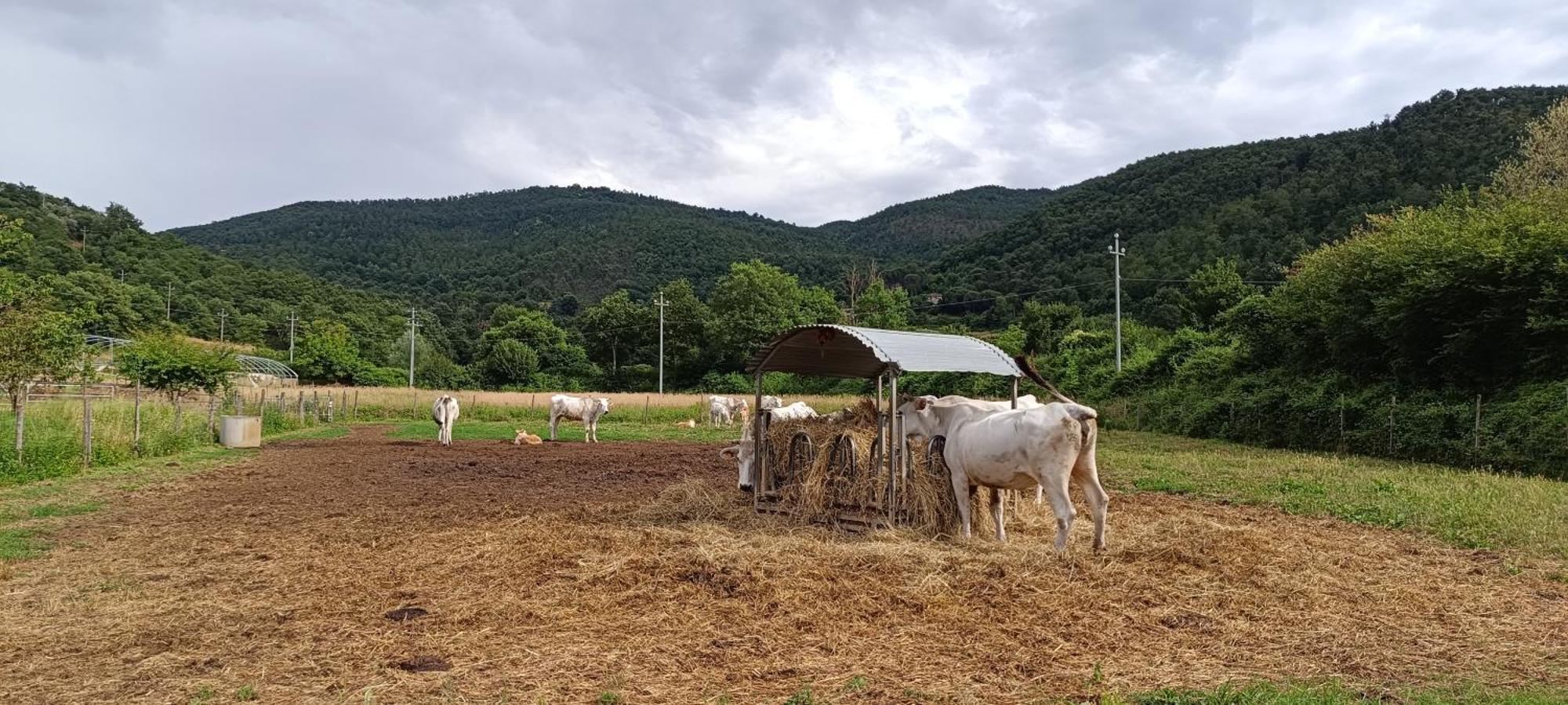 Agriturismo L'Essiccatoio Lisciano Niccone Eksteriør billede